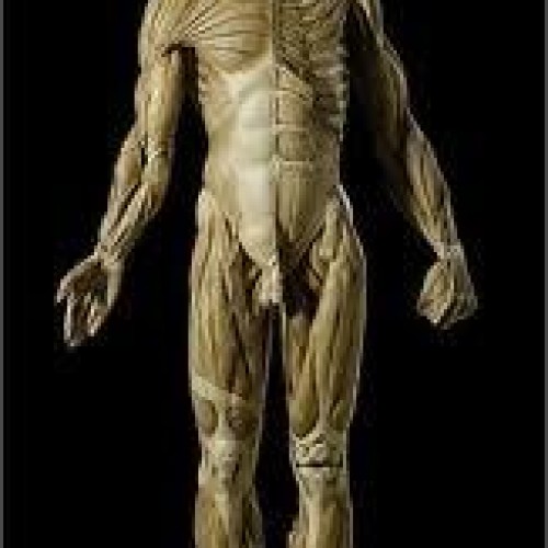 Human anatomy model